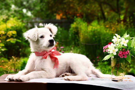 White puppy in the summer garden