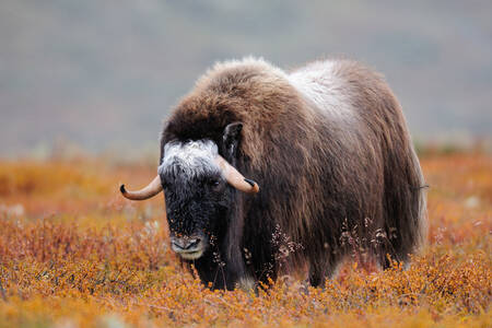 Musk ox in the field