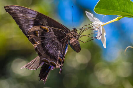 Butterfly on a white flower