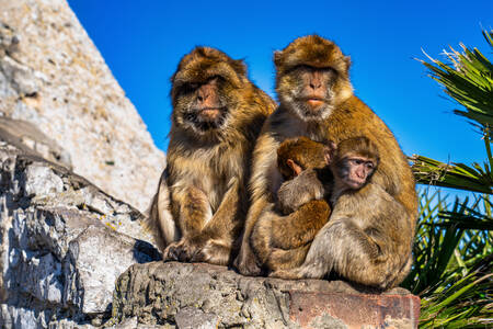 Gibraltar-apen