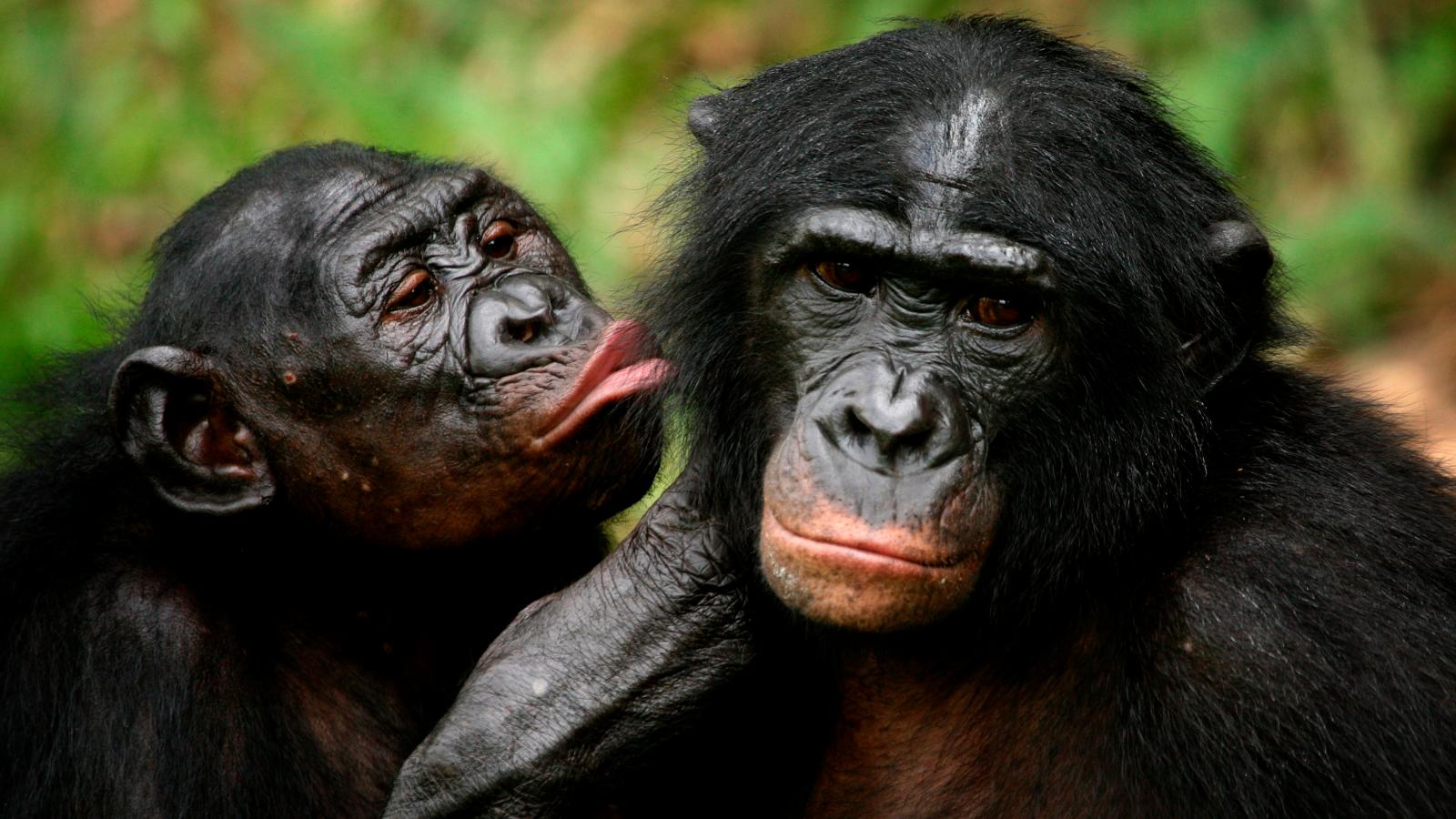 African Countries Quiz Bonobos