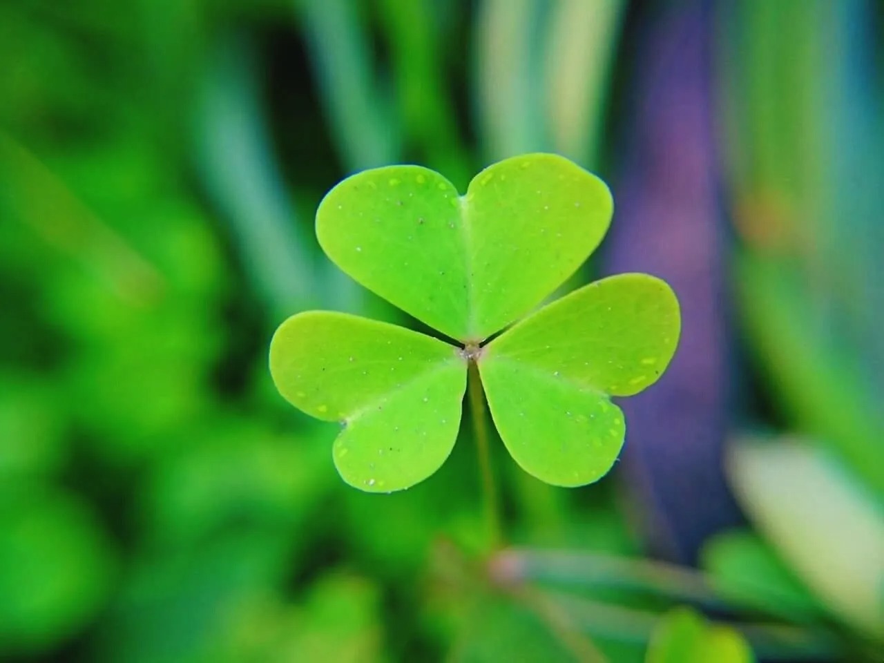 Can You Guess These European Countries In 3 Clues? Quiz Shamrock