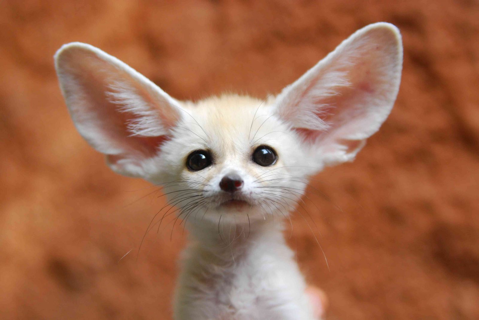 African Countries Quiz Fennec fox