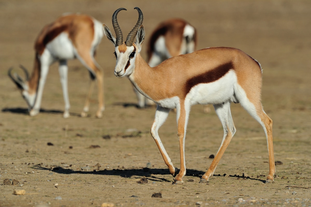 African Countries Quiz Springbok