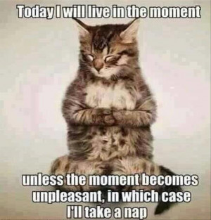 funny cat quotes