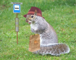 Funny Squirrel Enjoying Music And Drink