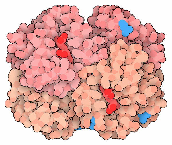 The structure of mammoth hemoglobin has four amino acid changes (shown in blue) when compared to modern Asian elephants.