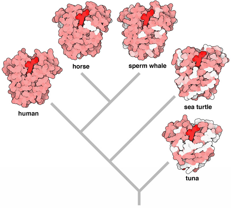 Sequences of myoglobin from five different animals are compared to create a phylogenetic tree. Each molecule is colored to show differences from the human protein. Amino acids that are identical are pink, amino acids that are different but similar are lighter pink, and amino acids that are completely different are in white. The heme is shown in bright red. The tree was calculated with the online server at phylogeny.fr. PDB entries 3rgk, 1ymb, 1mbo, 1lhs, 2nrl.