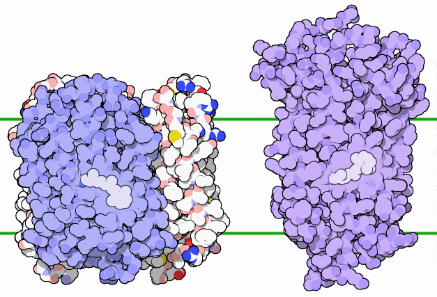 Bacteriorhodopsin (left) and rhodopsin (right).