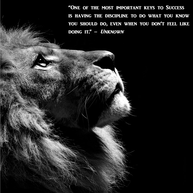 817 Wallpaper Lion Quotes free Download - MyWeb