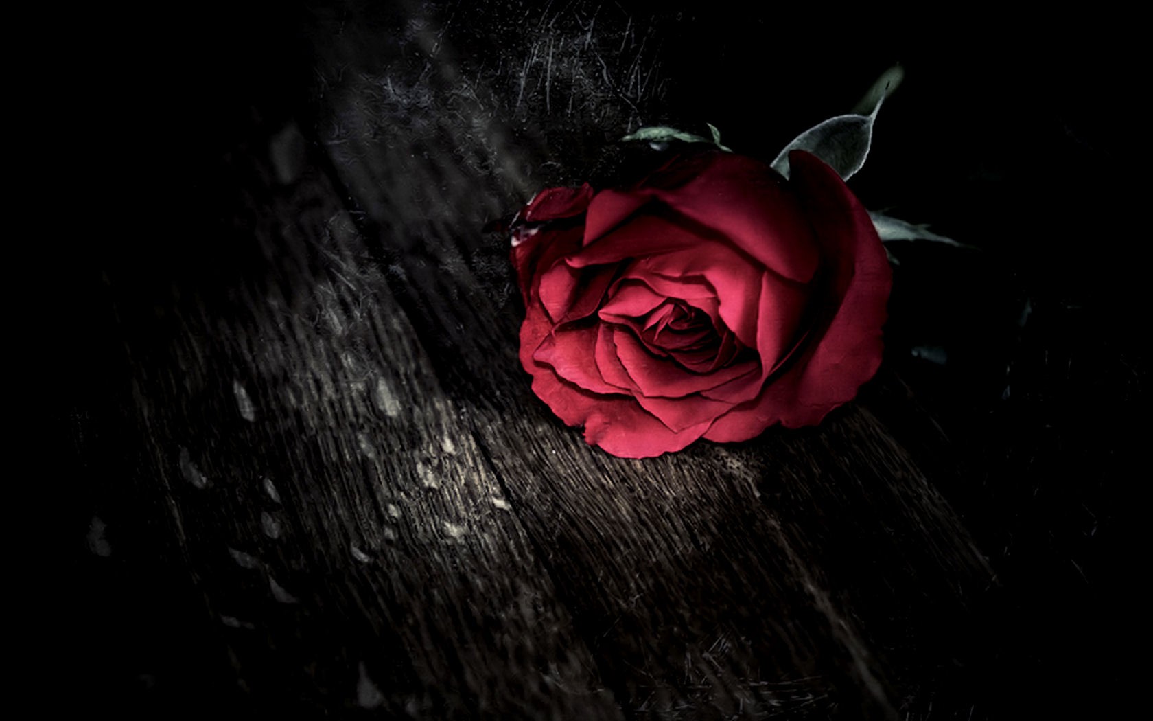 [41+] Gothic Roses Wallpaper - WallpaperSafari