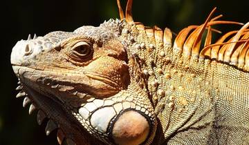 Natuurlijke wonderen van Costa Rica - incl. Guanacaste