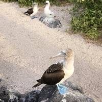 Galápagos — South & East Islands aboard the Eden traveler photo #2