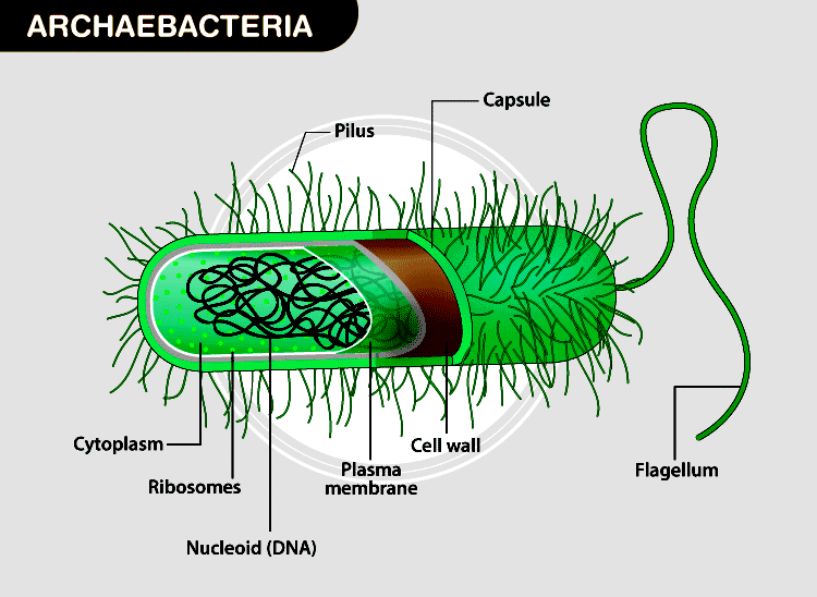 Archaebacteria: Characteristics, Types, Importance and Examples