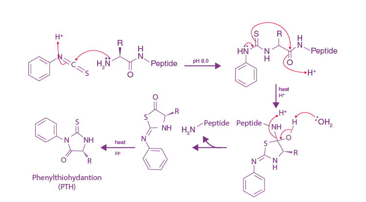 Peptide Bond: Formation, Characteristics, Structure and Important Questions