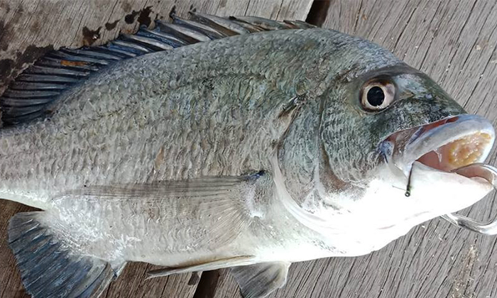 Kenali Dua Spesies Ikan Kuku Di Malaysia