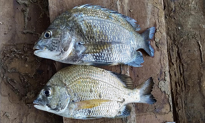 Kenali Dua Spesies Ikan Kuku Di Malaysia