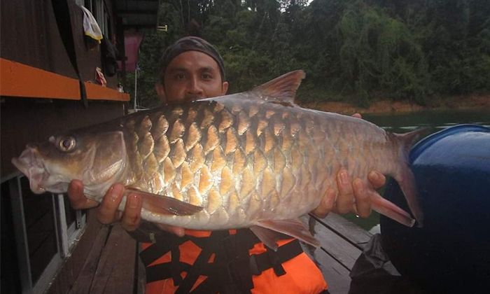 Bagaimana Nak Pikat Ikan Kelah Mega