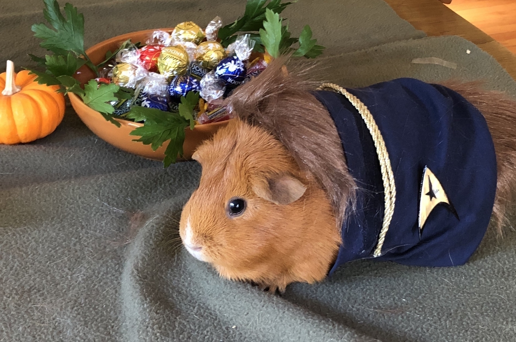 Orange guinea pig in a Star Trek costume 