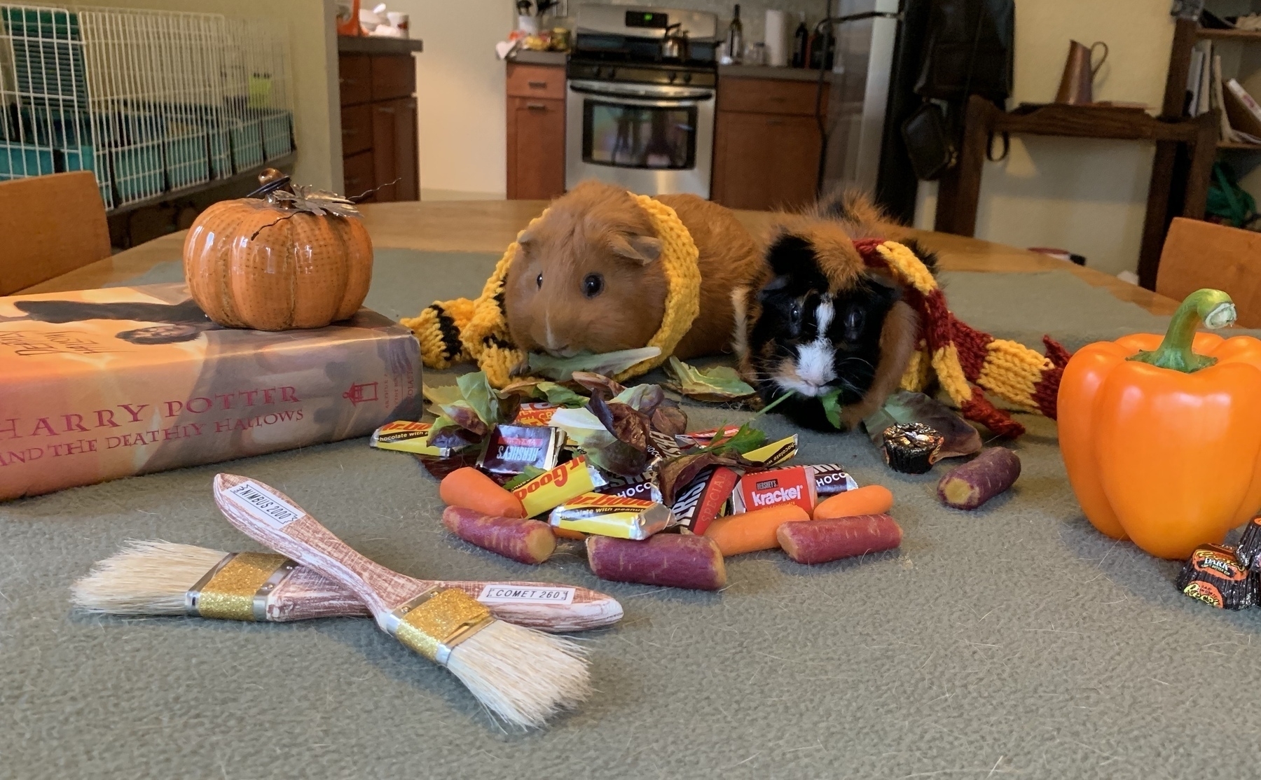 Two guinea pigs in a Harry Potter tableau with scarves and mini brooms