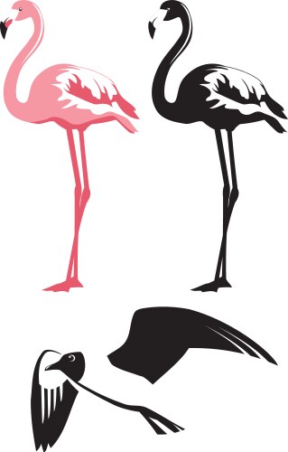 Birds vector image