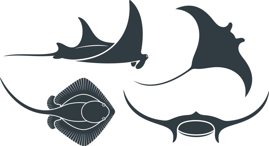 Stingray vector image