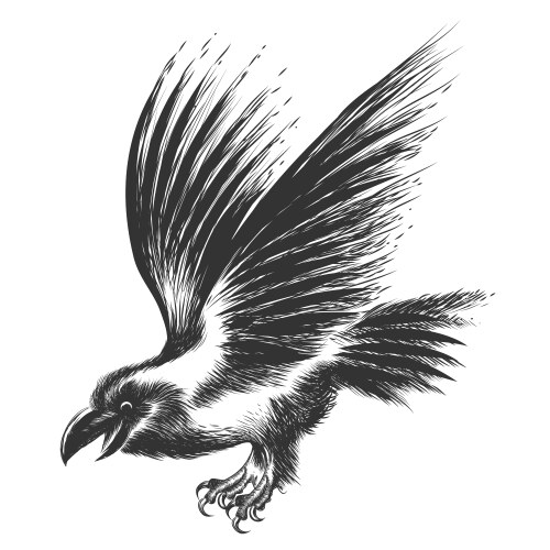 Raven sketch vector image