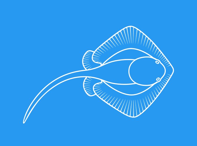 Stingray vector image