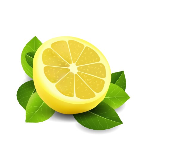 Sliced lemon vector image