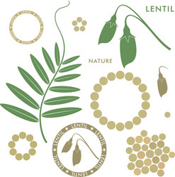 lentil vector image