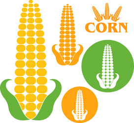 corn vector image