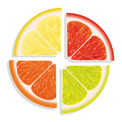 citrus vector image