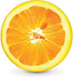 orange vector image