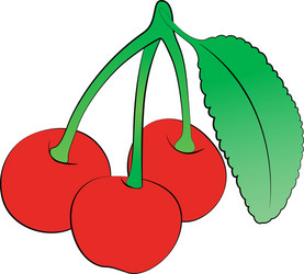 cherry vector image