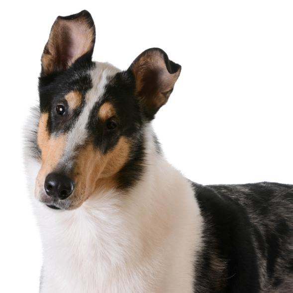 Smooth Collie