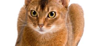 Abyssinian