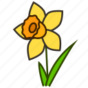 daffodil, ecology, environment, flower, garden, plant