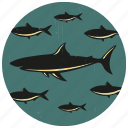 fish, school of fish, sea life, shark, shoal of fish