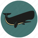 blue whale, humpback, sea creature, sea life, sealife, sperm whale, whale