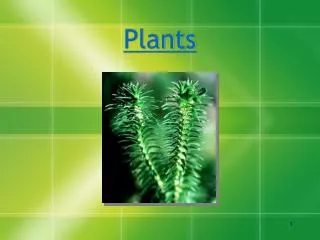 Plants