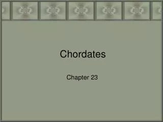 Chordates