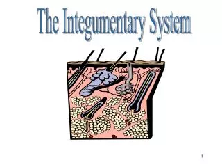 Integumentary System