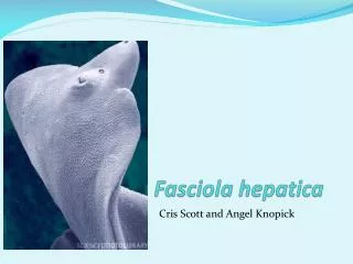 Fasciola hepatica