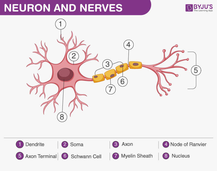 Neuron And Nerves