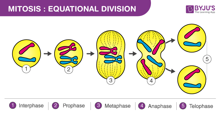 Mitosis Definition Stages Types Diagram And Facts - kulturaupice