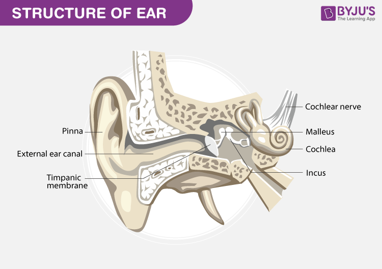 Labeled Diagram Of Ear