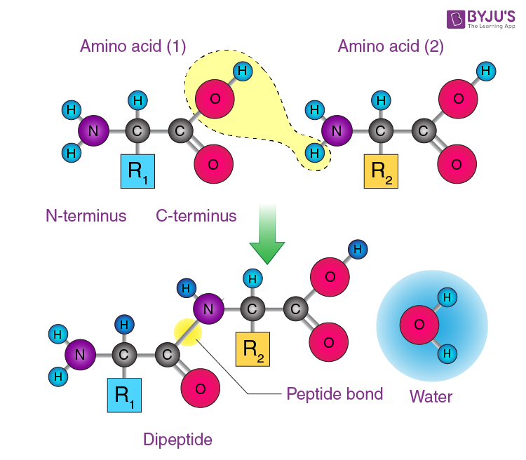 Peptide Bond Formation