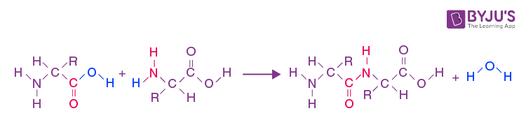 Formation of peptide bond