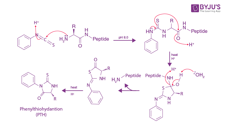 Degradation of Peptide Bonds Using Proteases Enzymes as a Catalyst