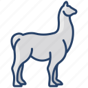 llama